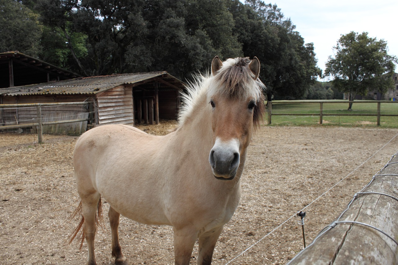 horse prado animals free photo