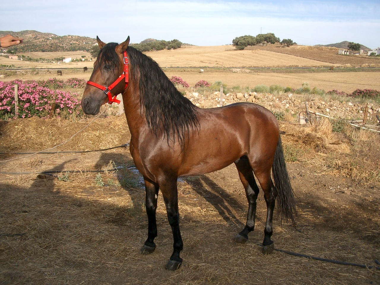 horse horse riding field free photo
