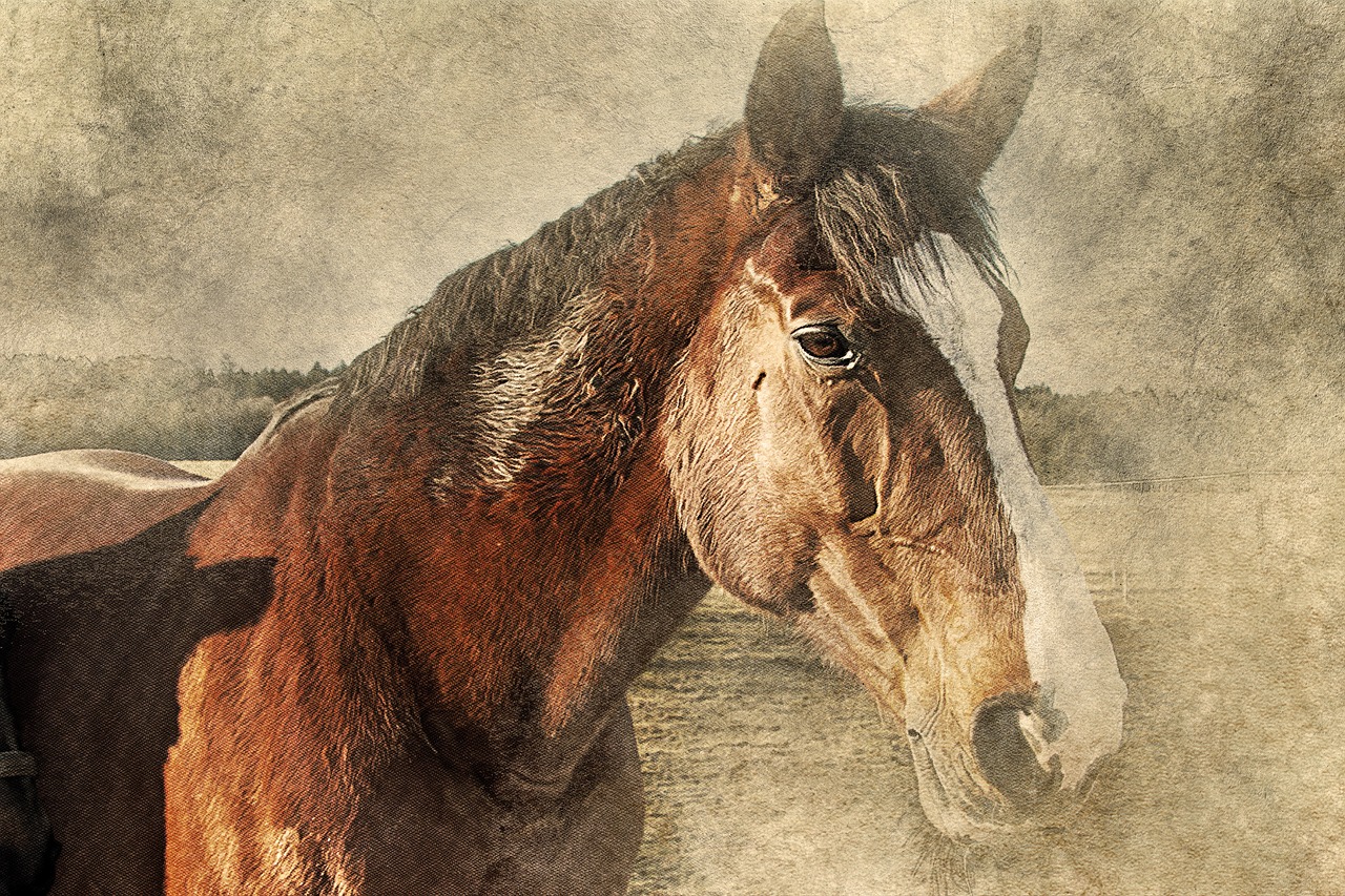 horse head art free photo