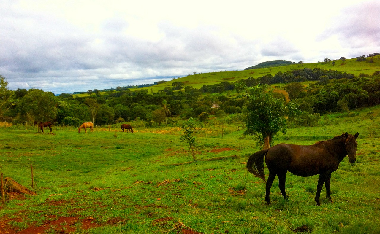 horse green trees free photo