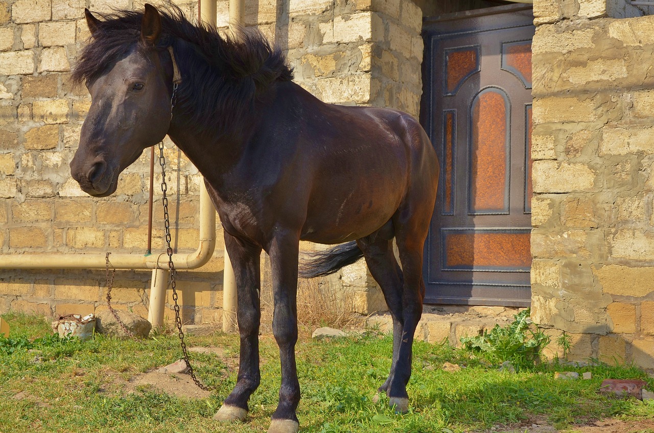 horse animal horseback free photo