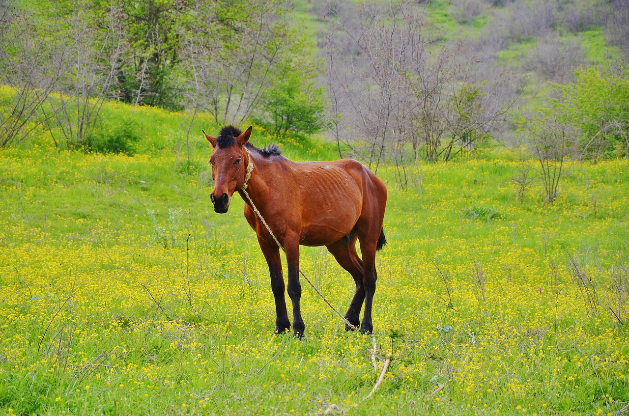 Download free photo of Horse,animal,farm,mammal,stallion - from needpix.com