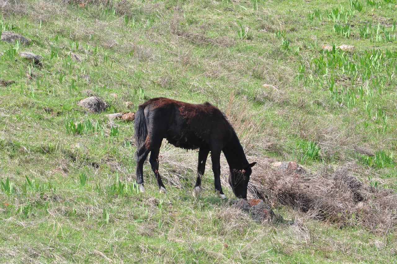 horse kazakhstan spring free photo