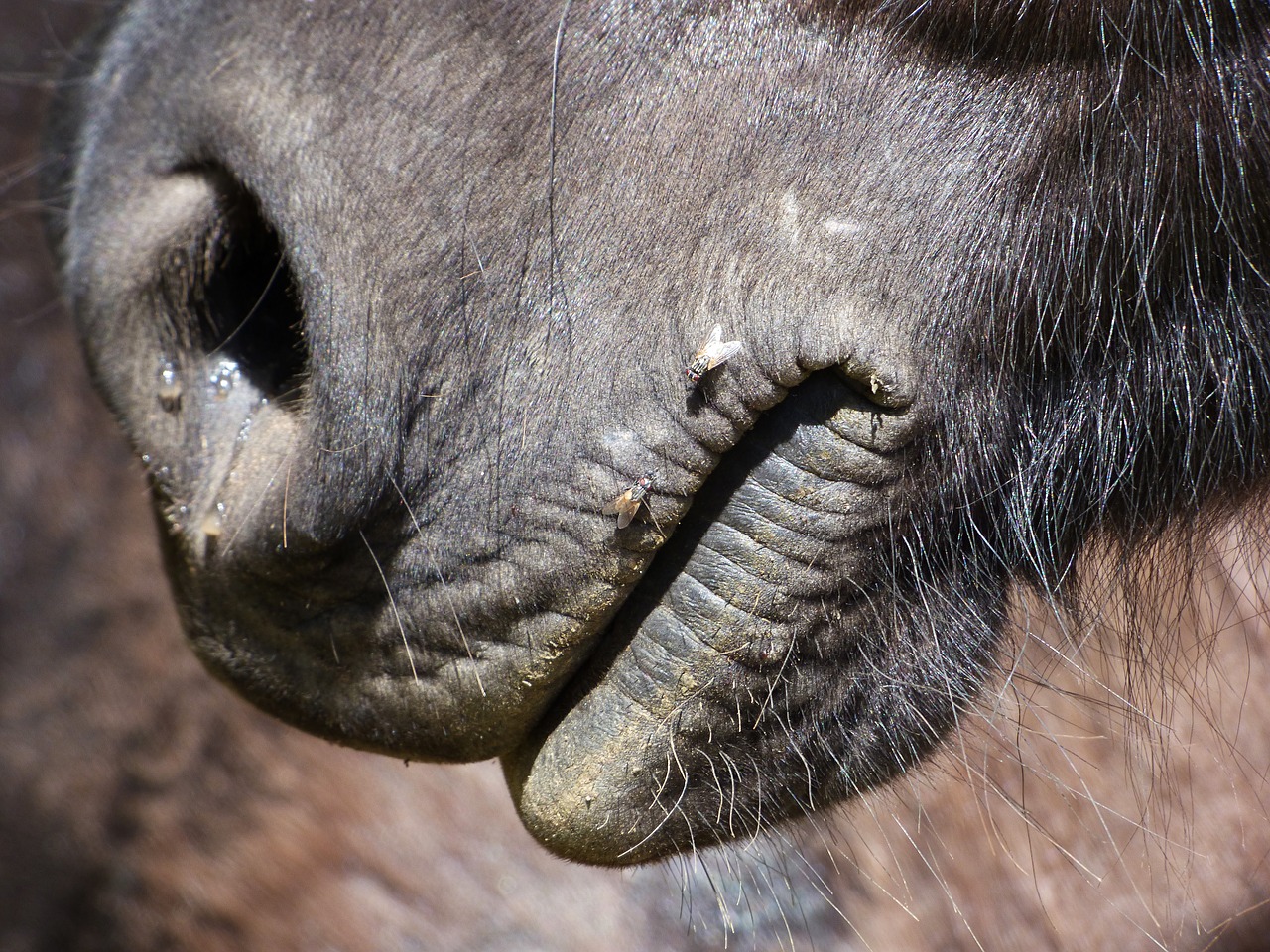 horse mouth snout free photo