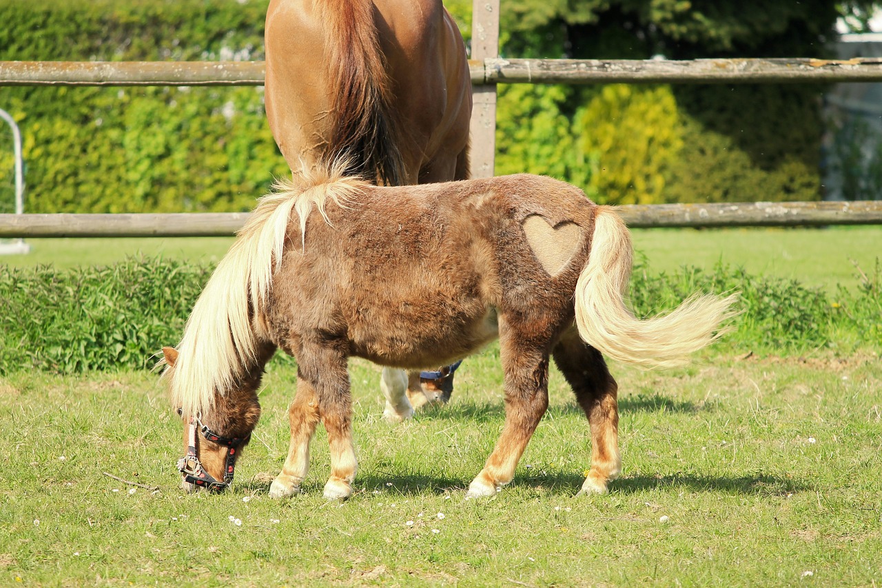 horse pony heart free photo