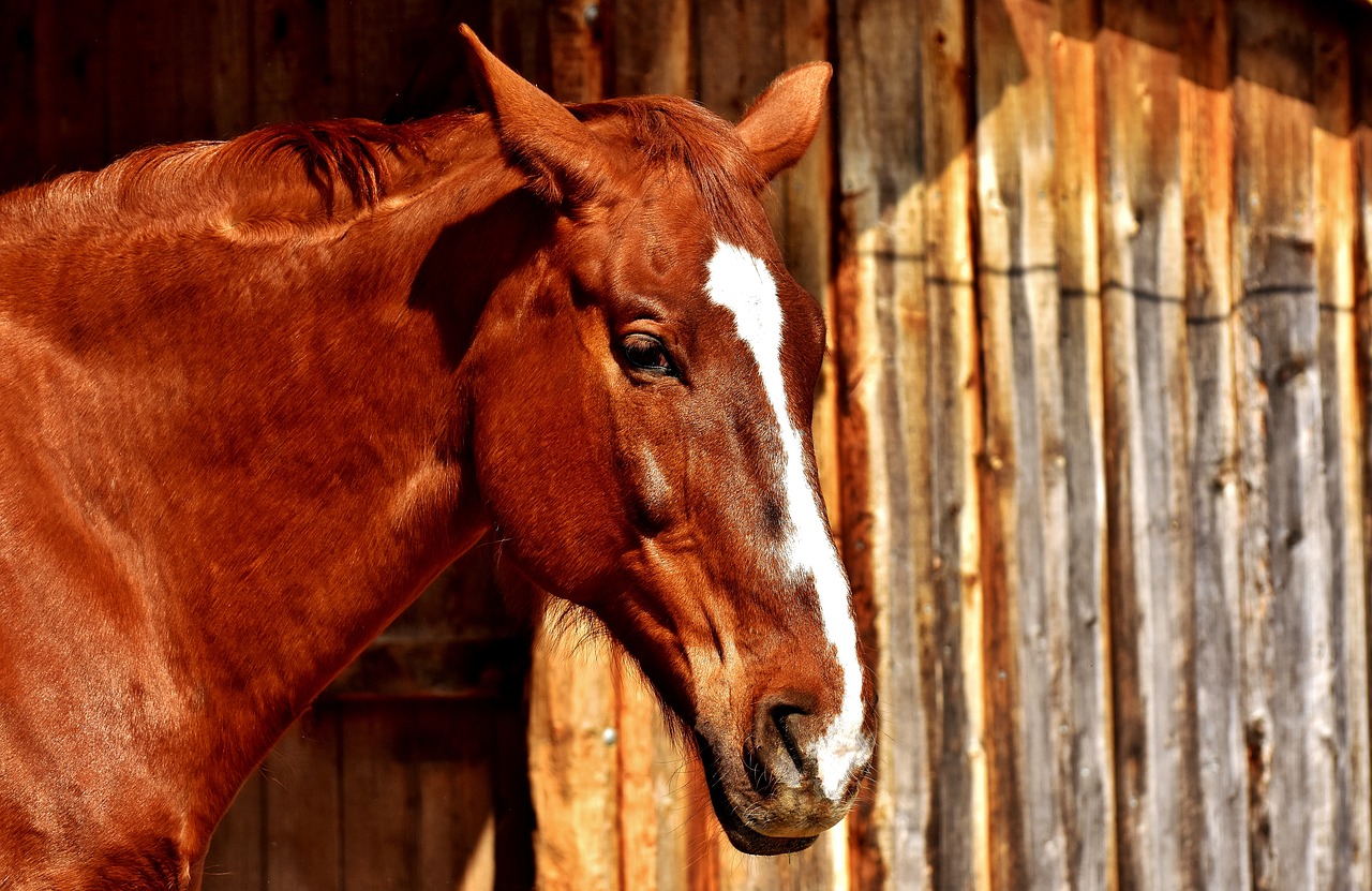 horse brown portrait free photo