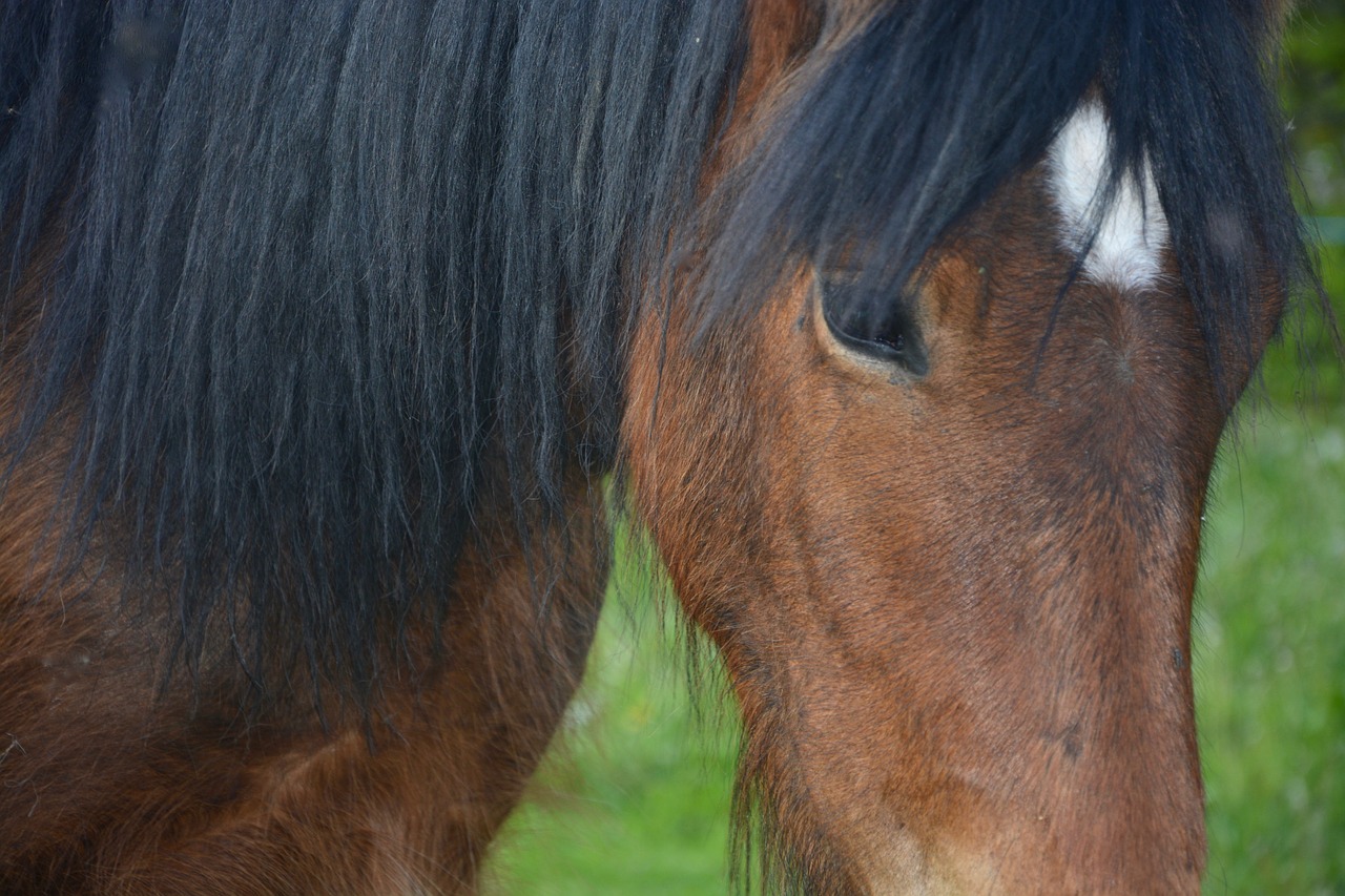 horse head portrait free photo