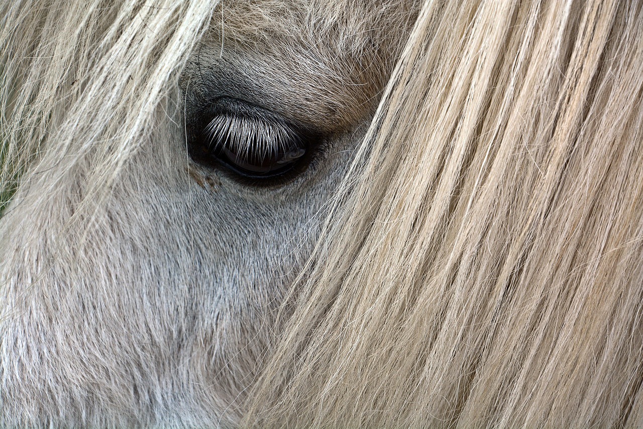Лиловый глаз у лошади фото