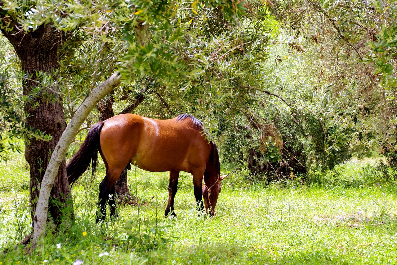 horse stallion horses free photo