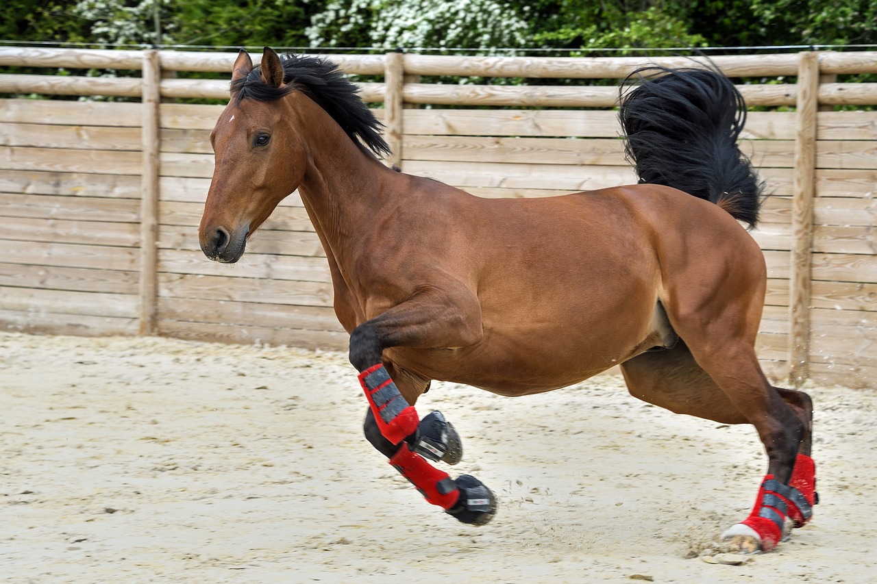 horse play run free photo