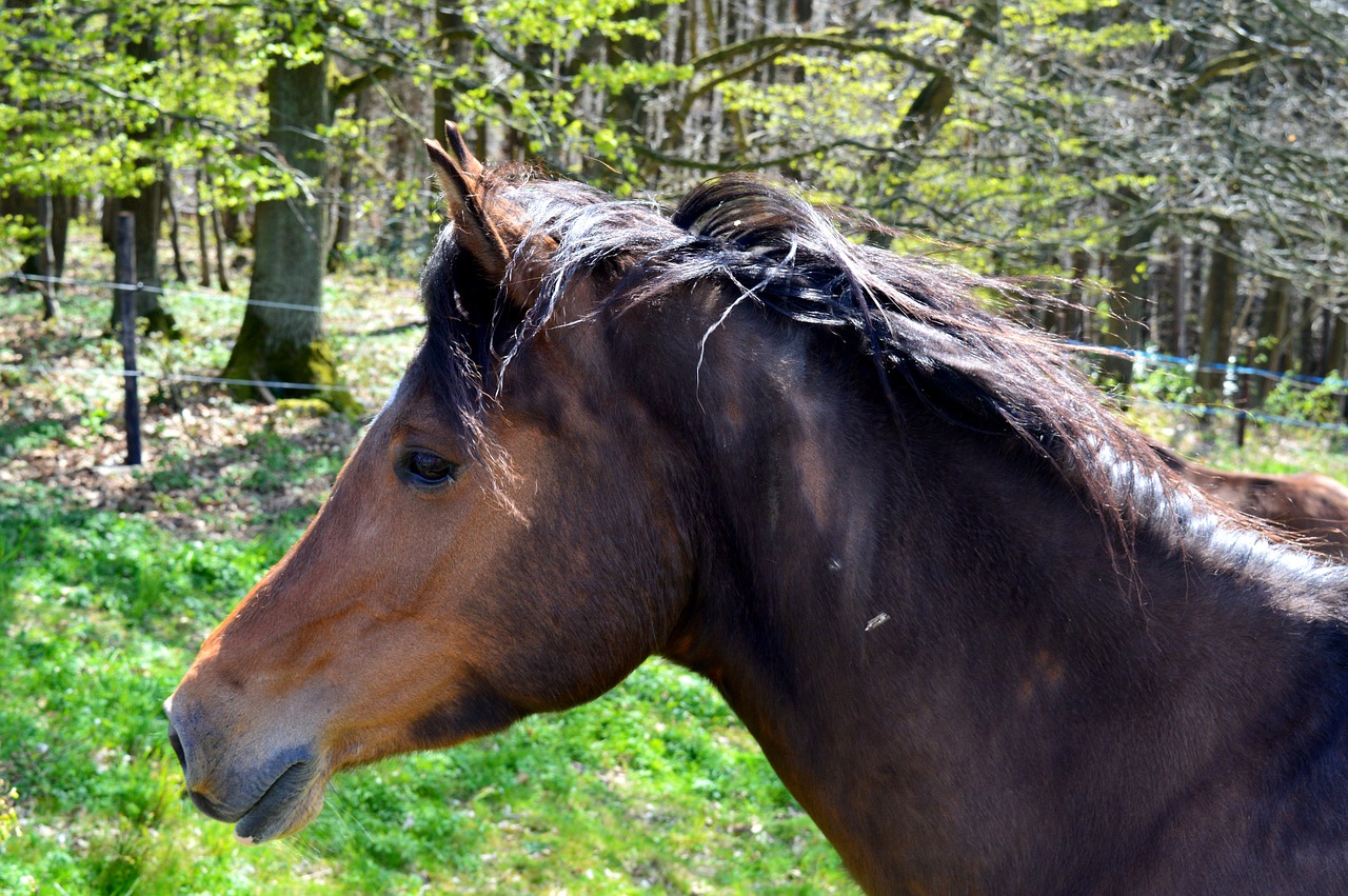 horse equus caballus ungulate free photo