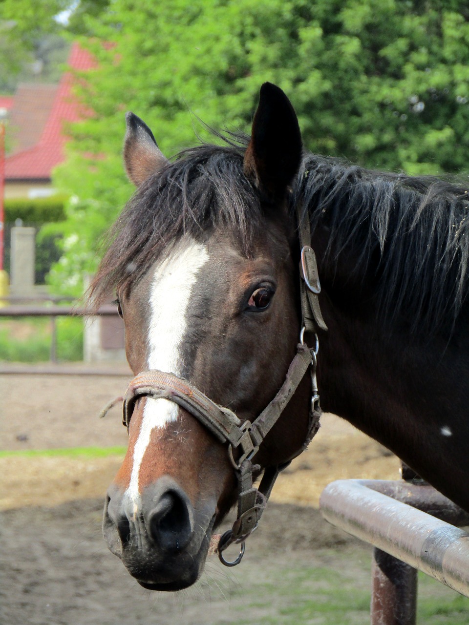 horse pony nature free photo