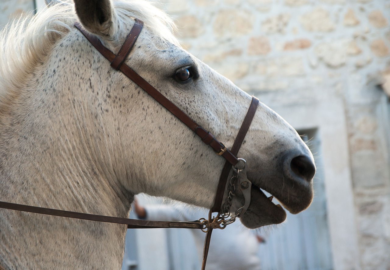 horse camargue camargue race free photo
