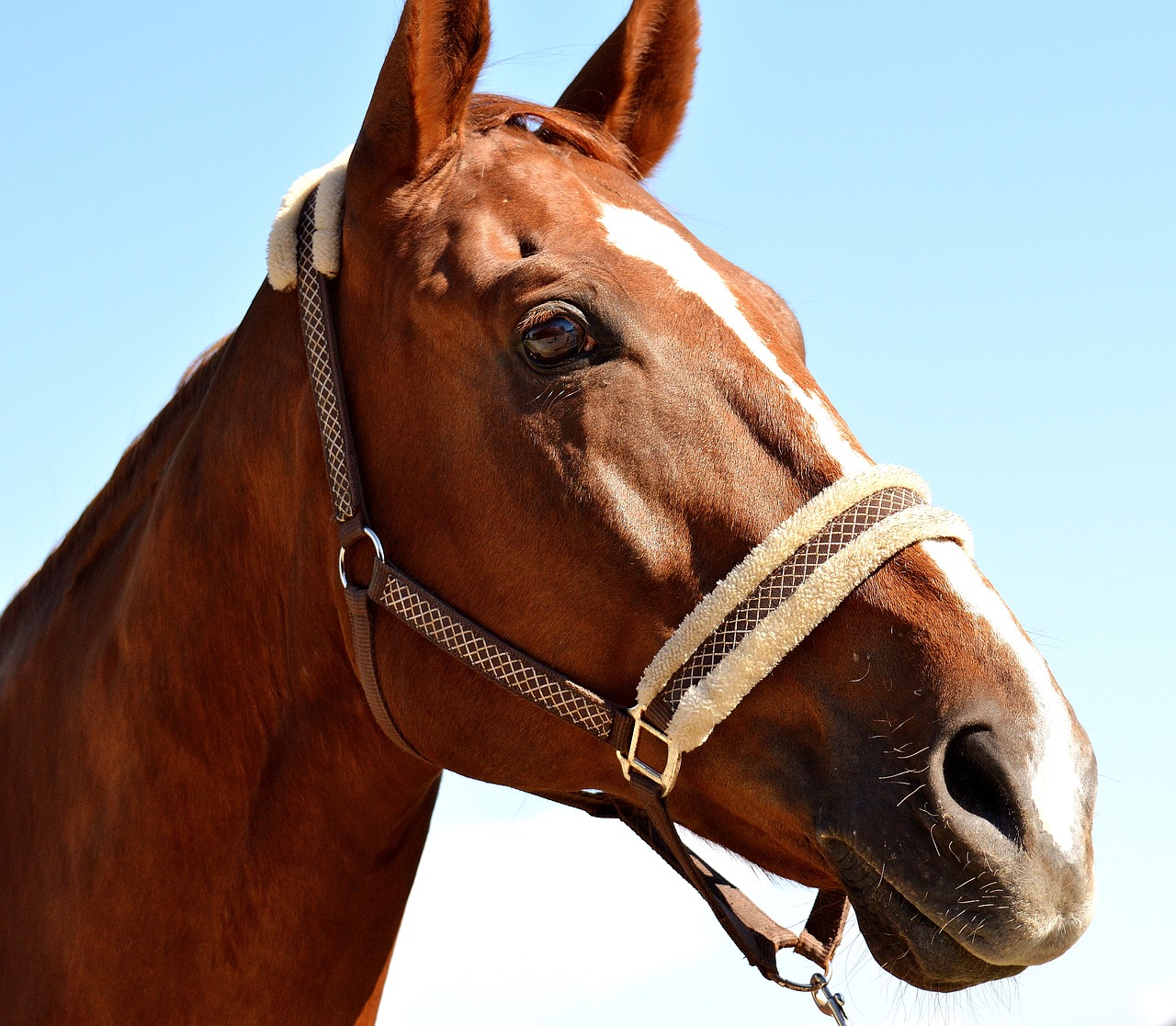 horse sky wildlife photography free photo