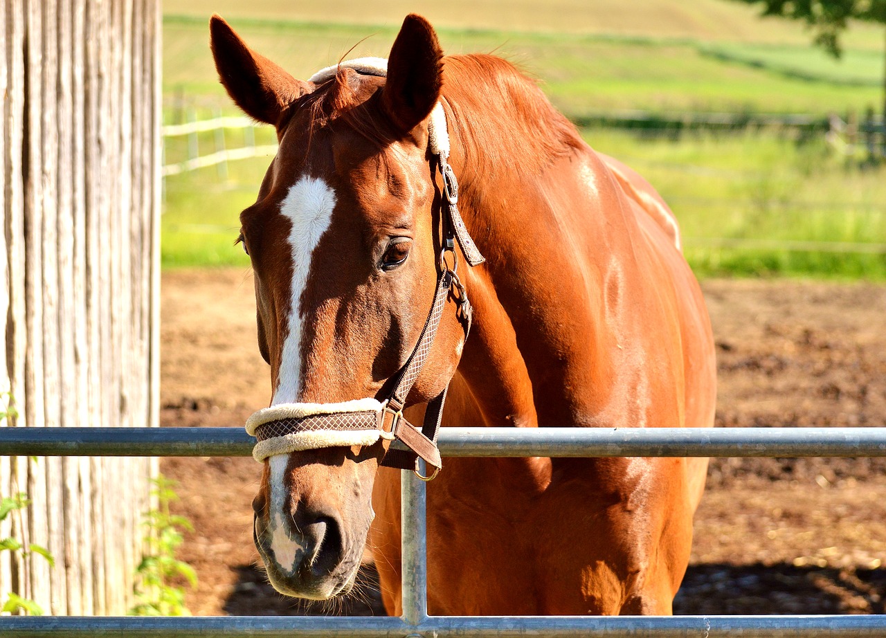 horse stall brown free photo