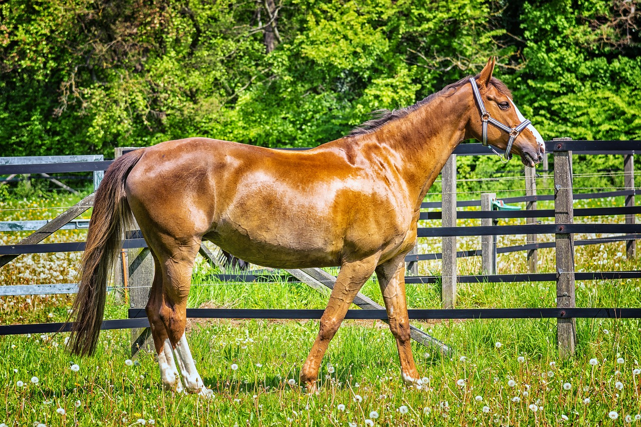 horse animal coupling free photo