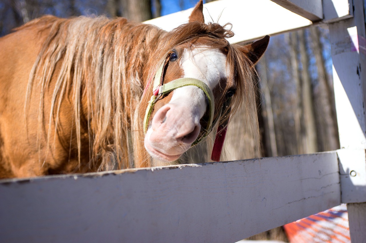 horse park free pictures free photo