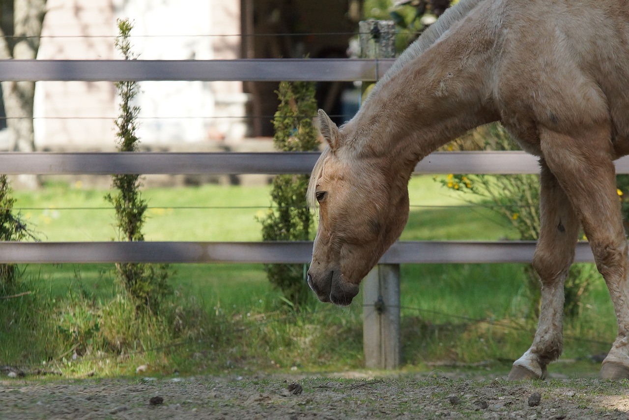 horse animal mammal free photo