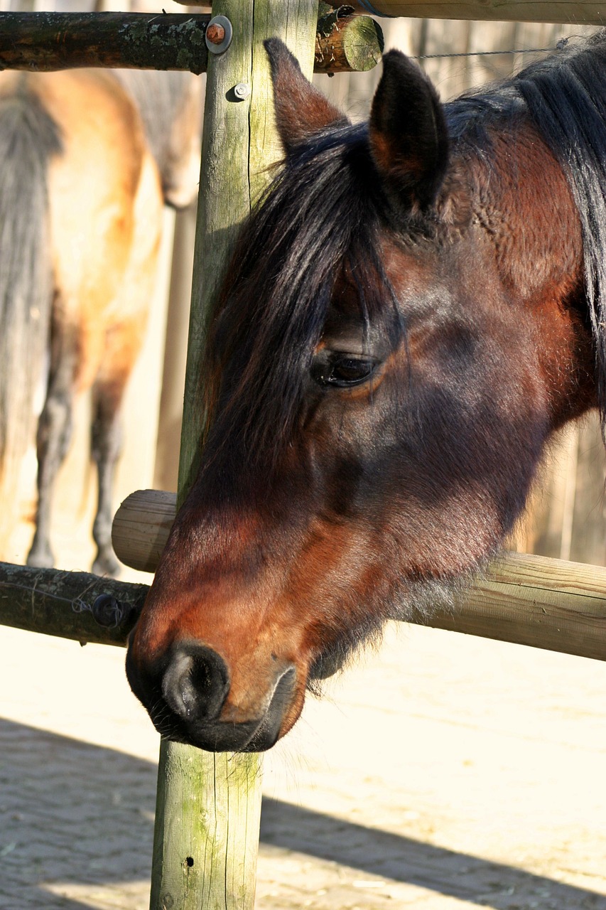 horse horse head brown free photo