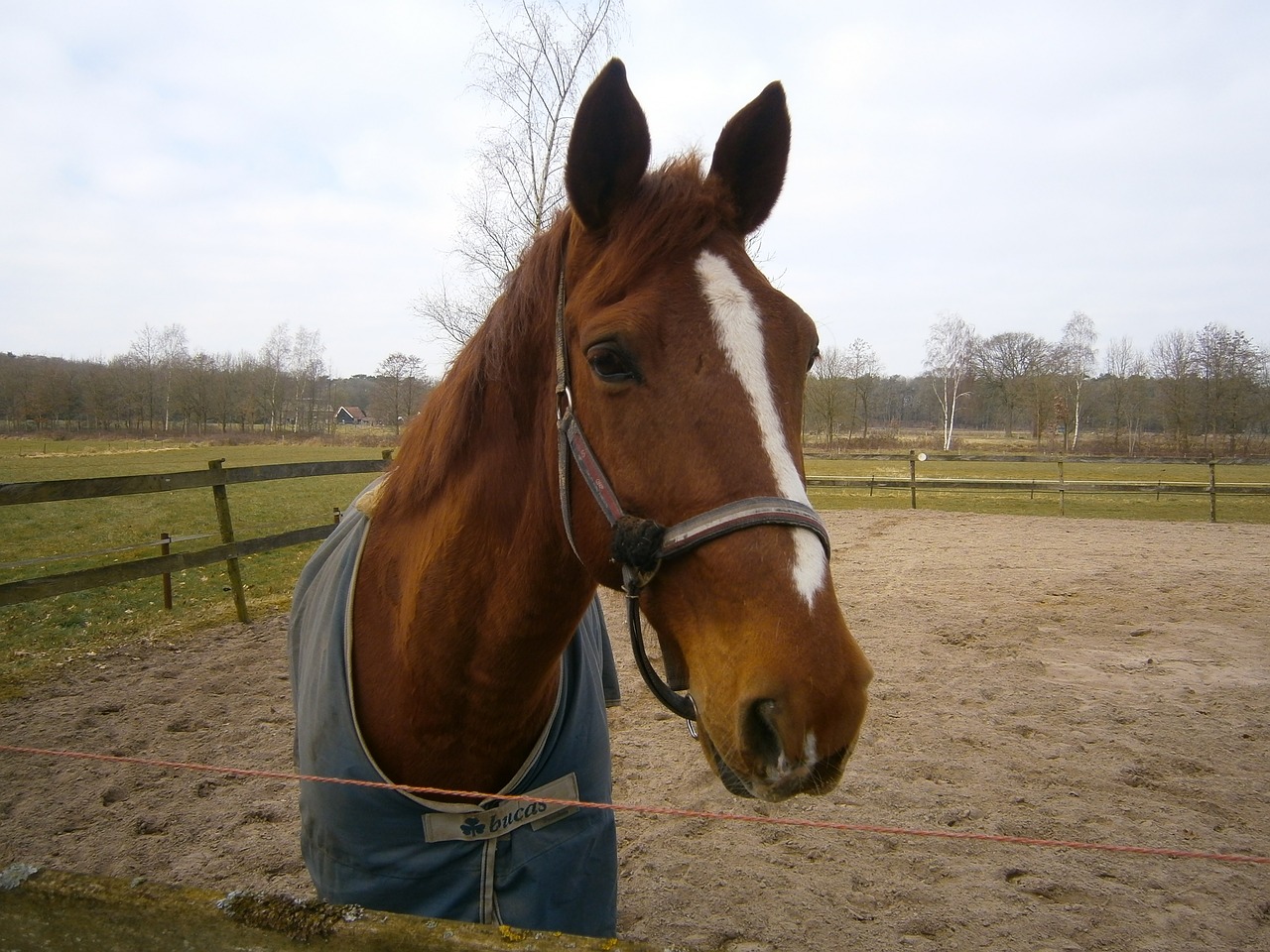 horse nijverdal nature free photo