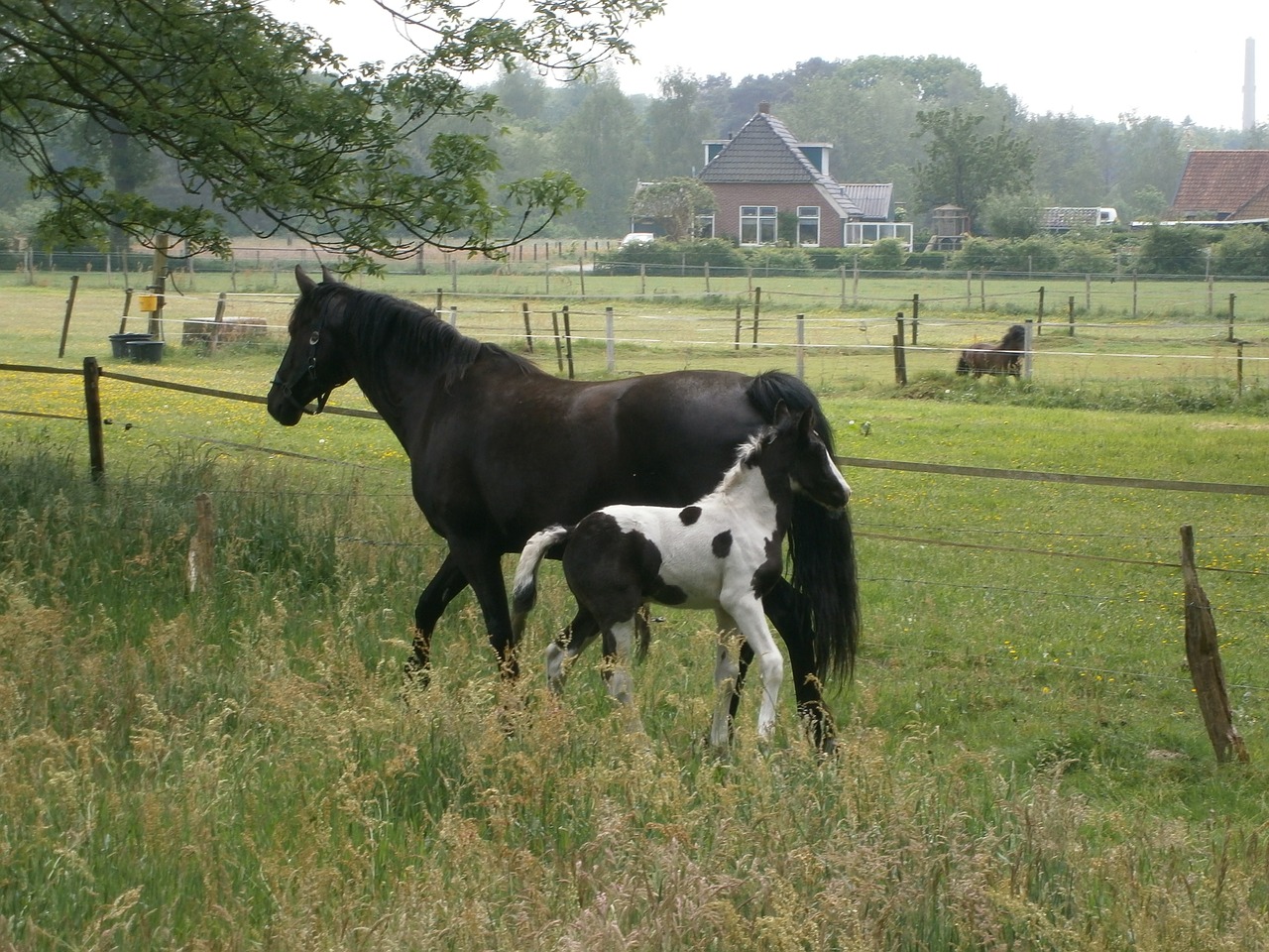 horse foal nijverdal free photo
