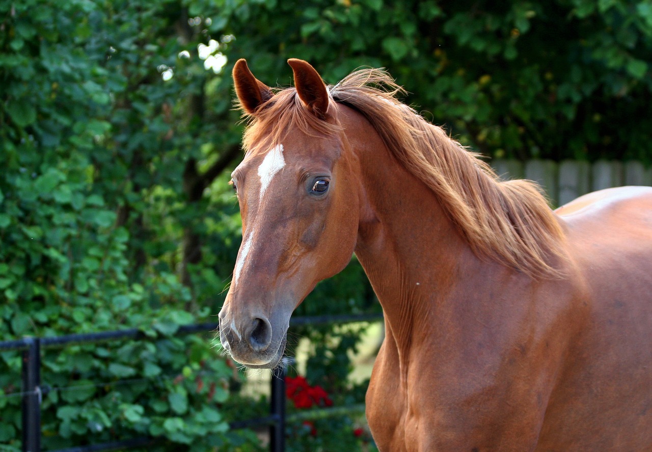 horse whole blood fuchs free photo