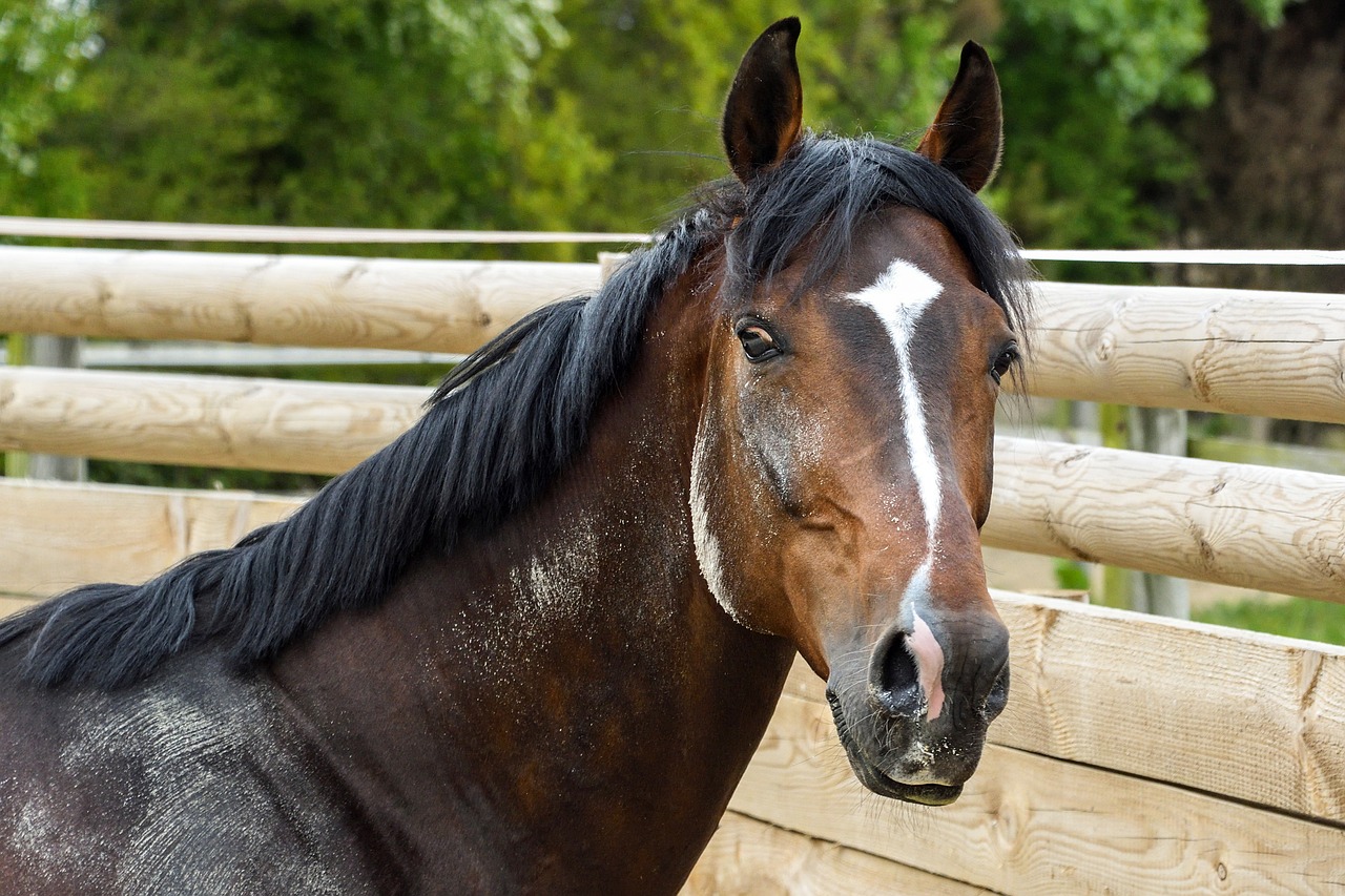 horse bai portrait free photo