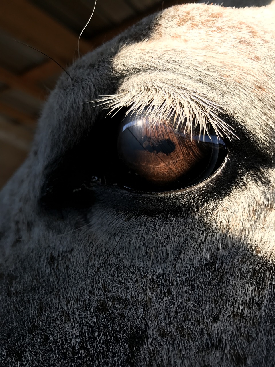horse horse eye head free photo
