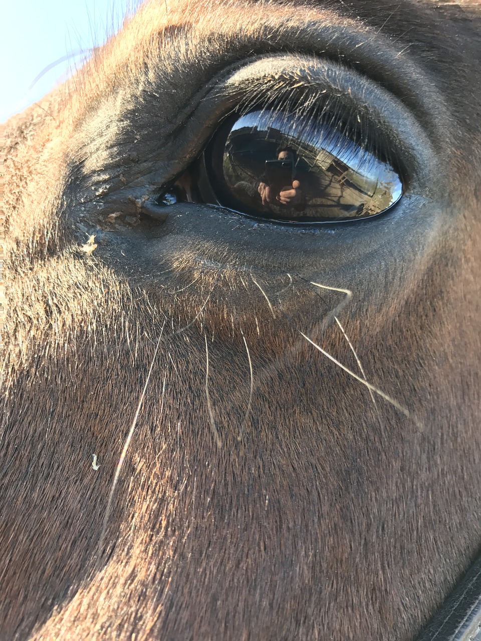 horse horse eye head free photo