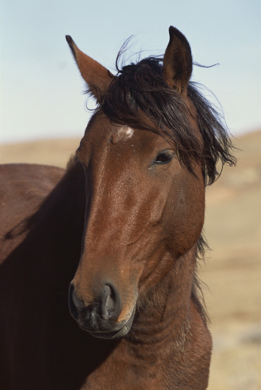 horse male cool gnome free photo