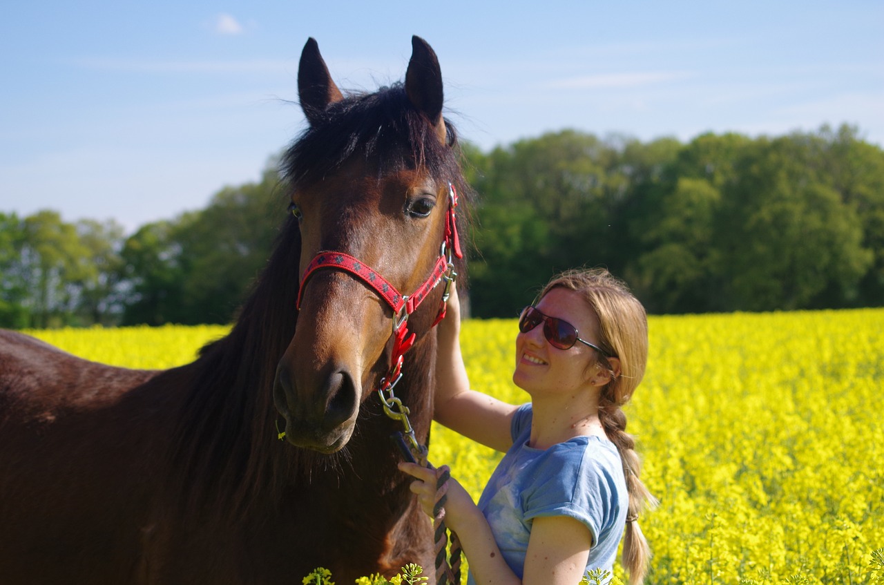 horse meadow friends free photo