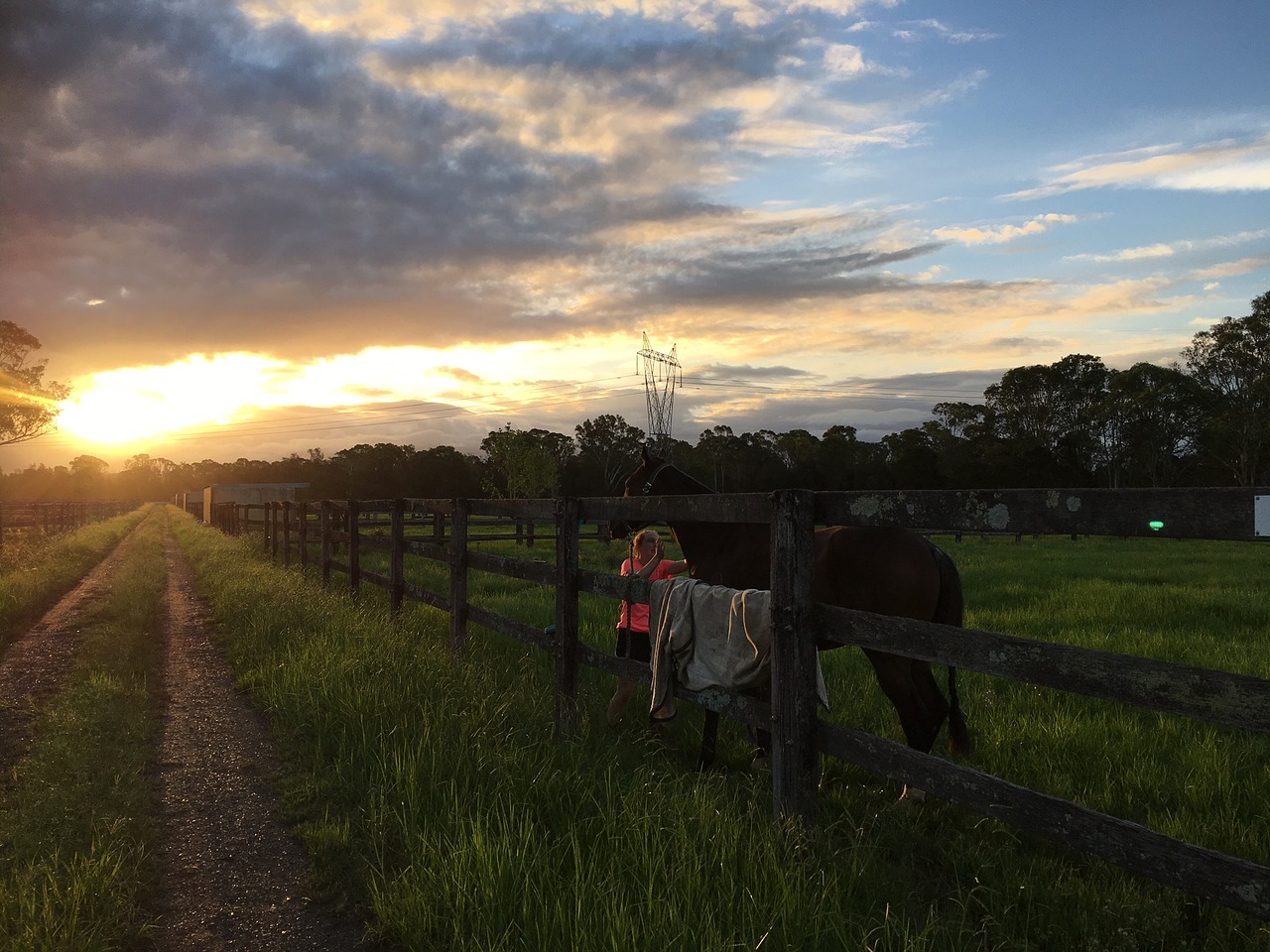 horse paddock australia free photo