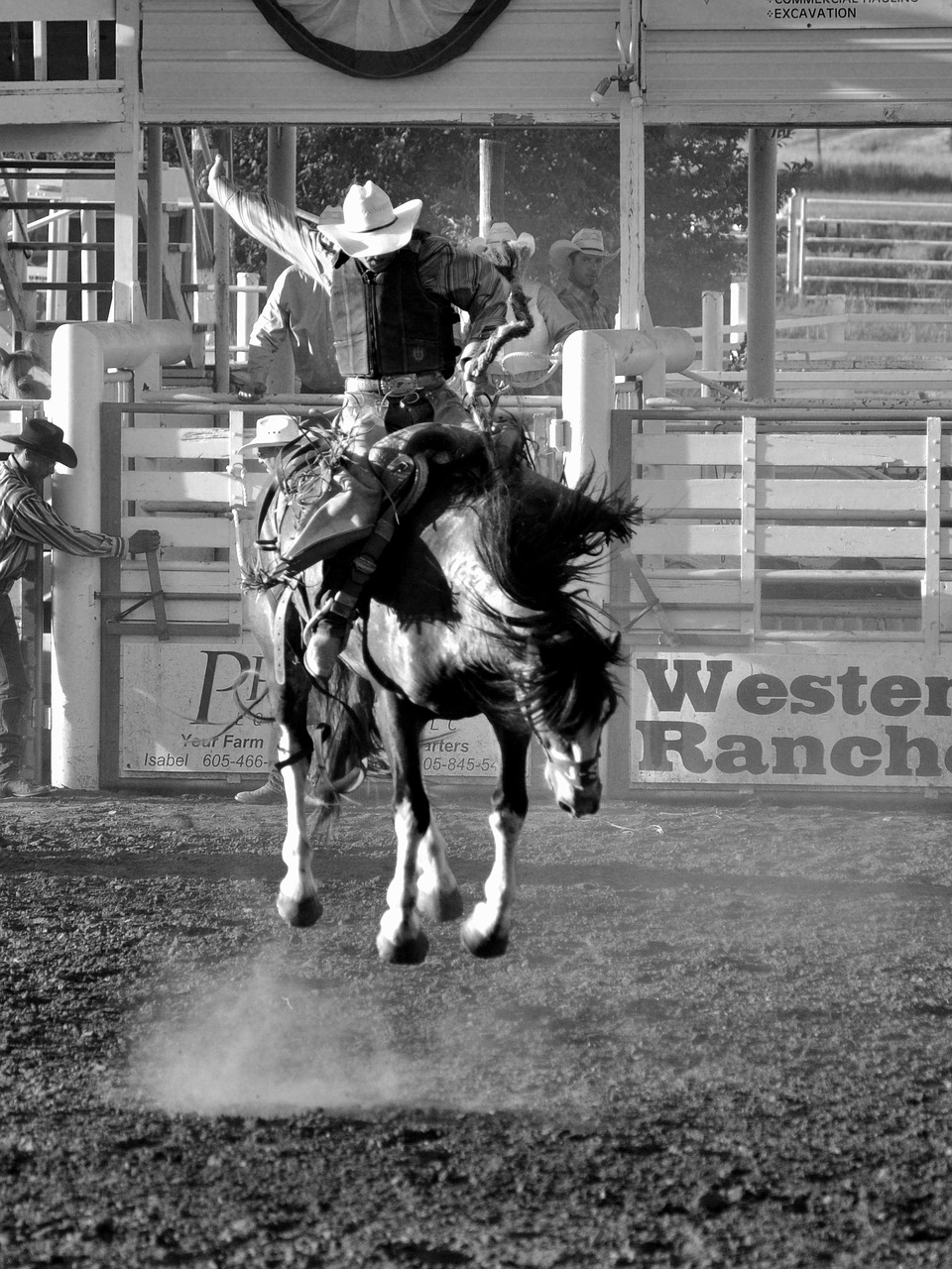 horse rodeo cowboy free photo