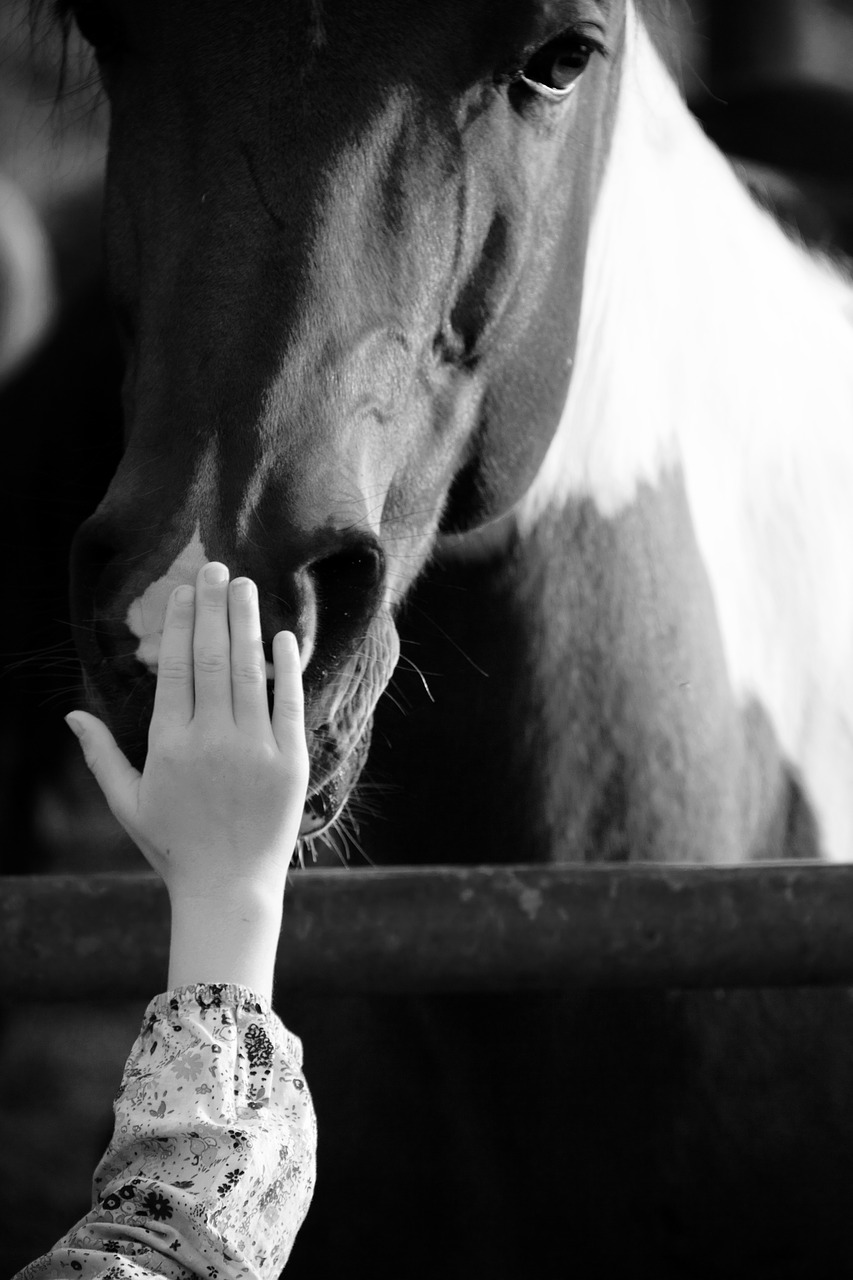 horse hand mindfulness free photo