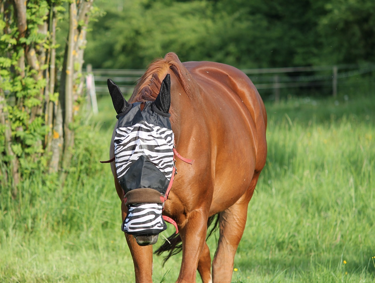 horse fly mask fly protection free photo
