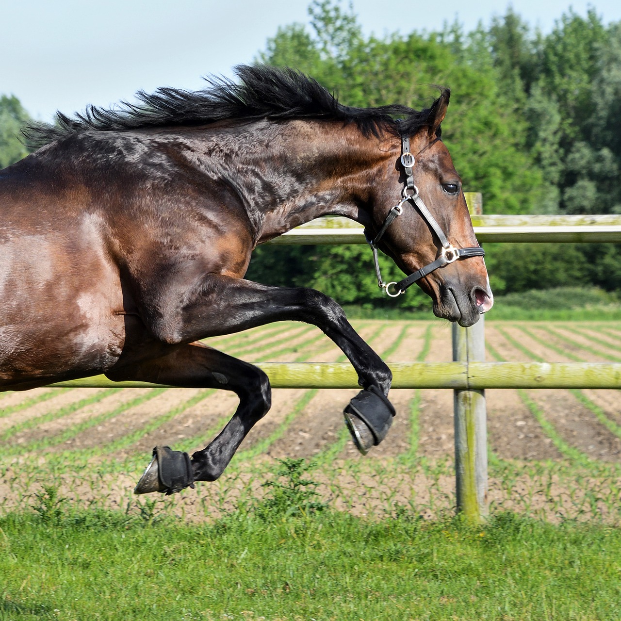 horse bai gallop free photo