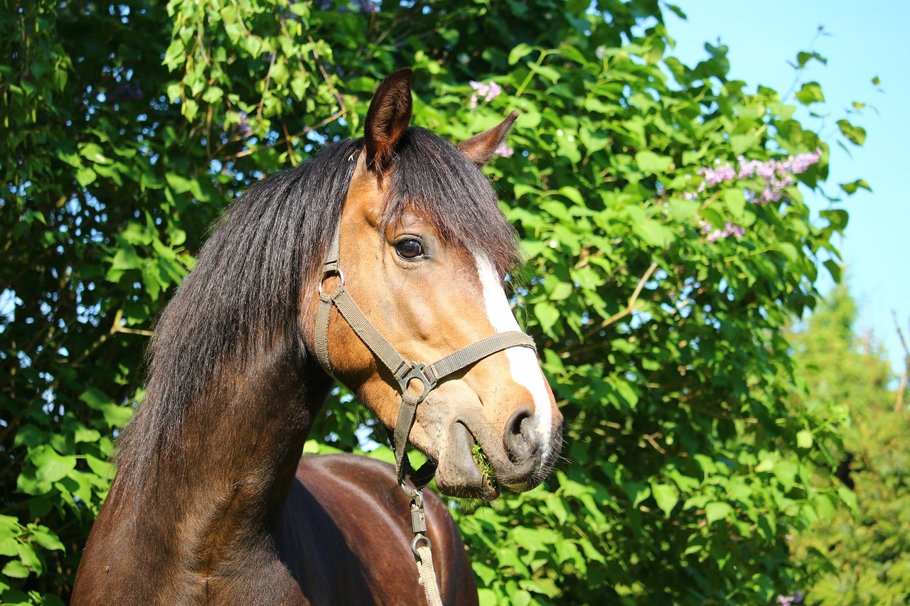horse pony brown free photo