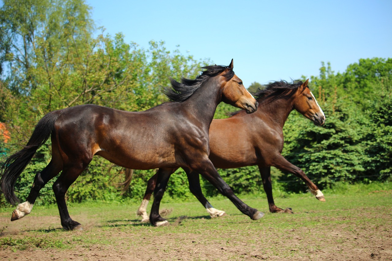 horse pony gallop free photo