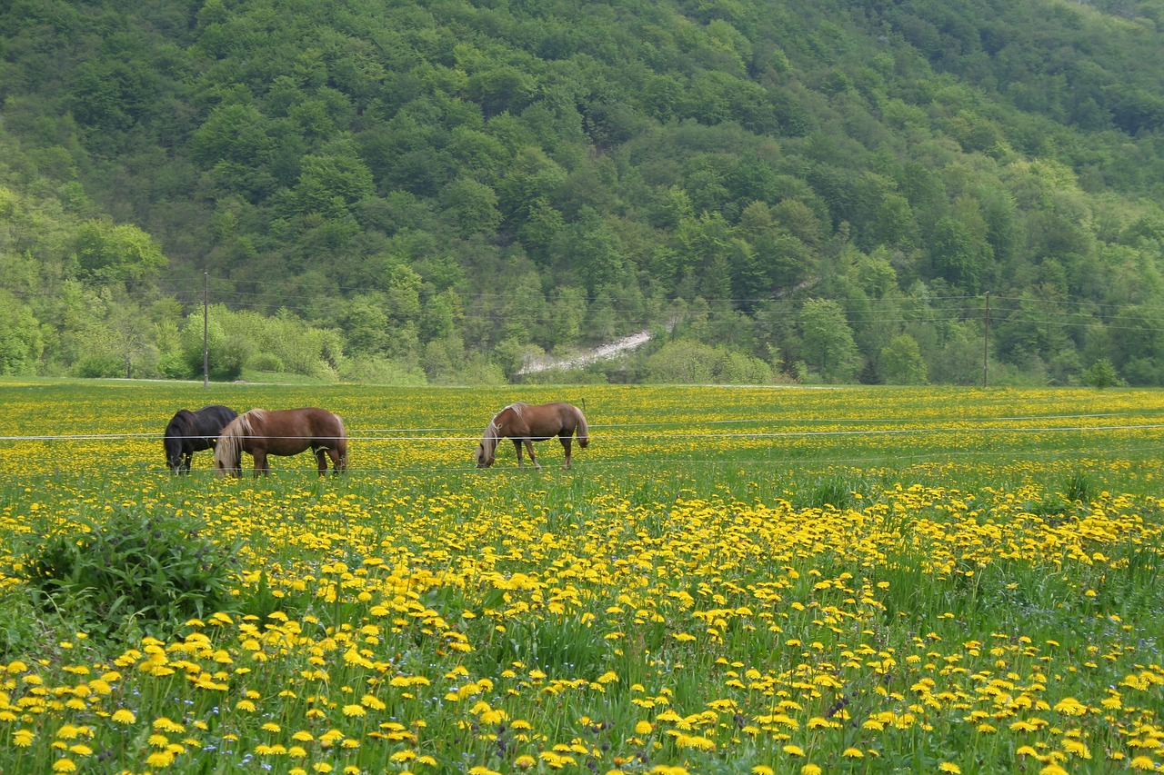 horse nature horses grazing free photo