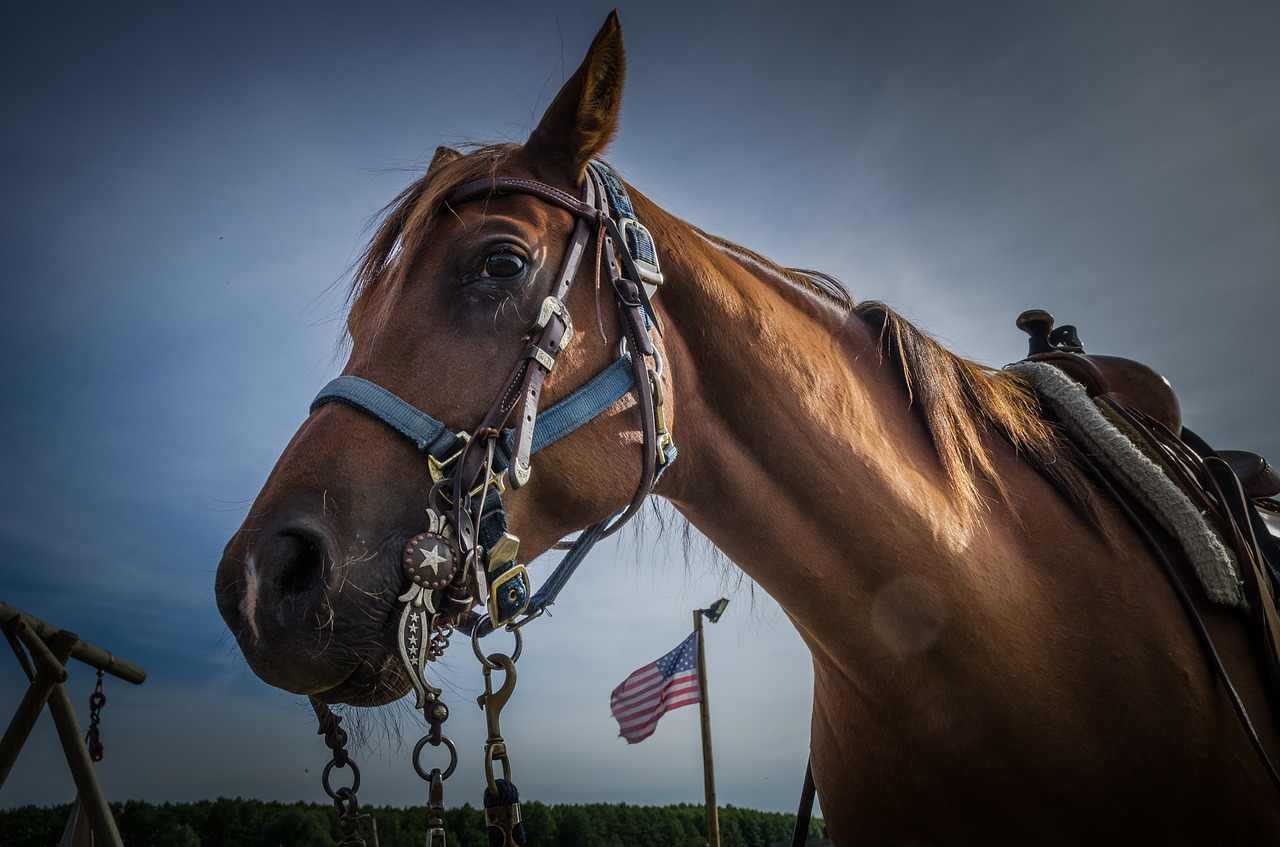 horse pferdeportrait horse head free photo