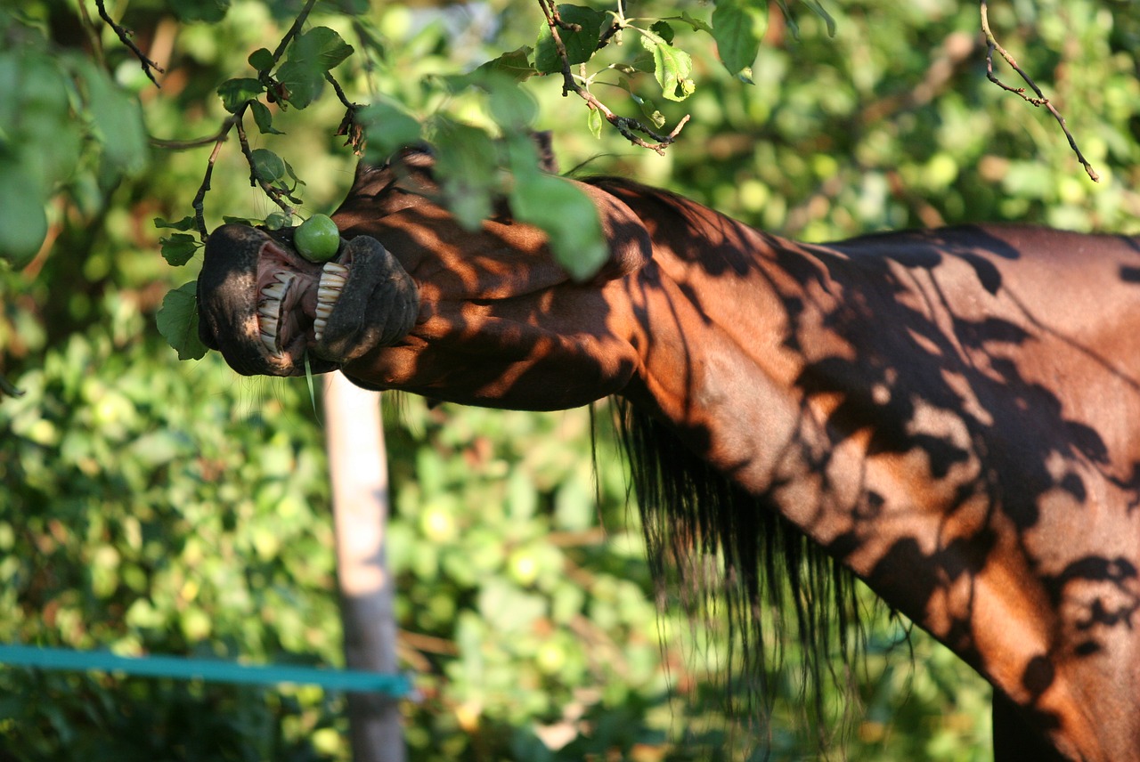 horse apple tree food free photo