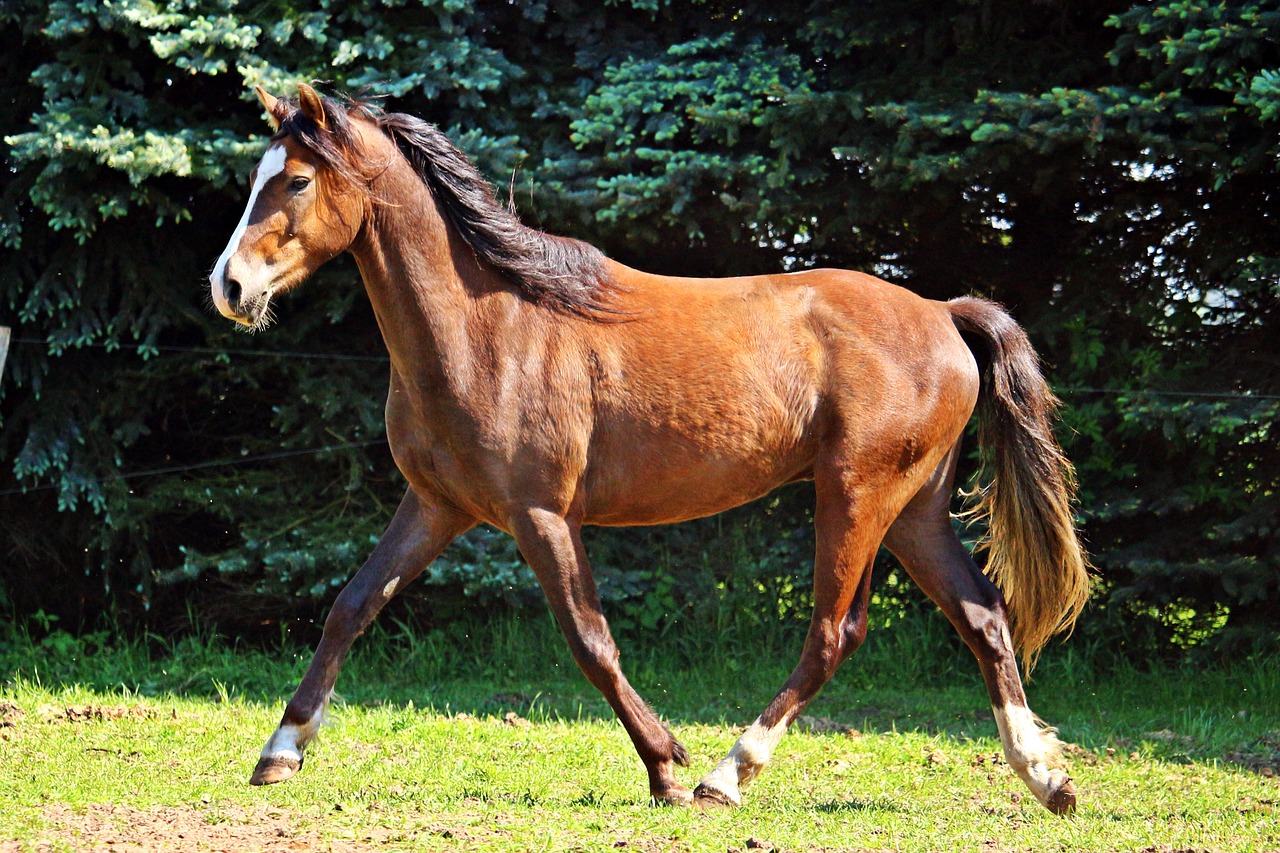 horse pony brown free photo