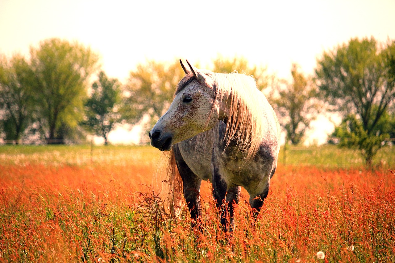 horse mold thoroughbred arabian free photo