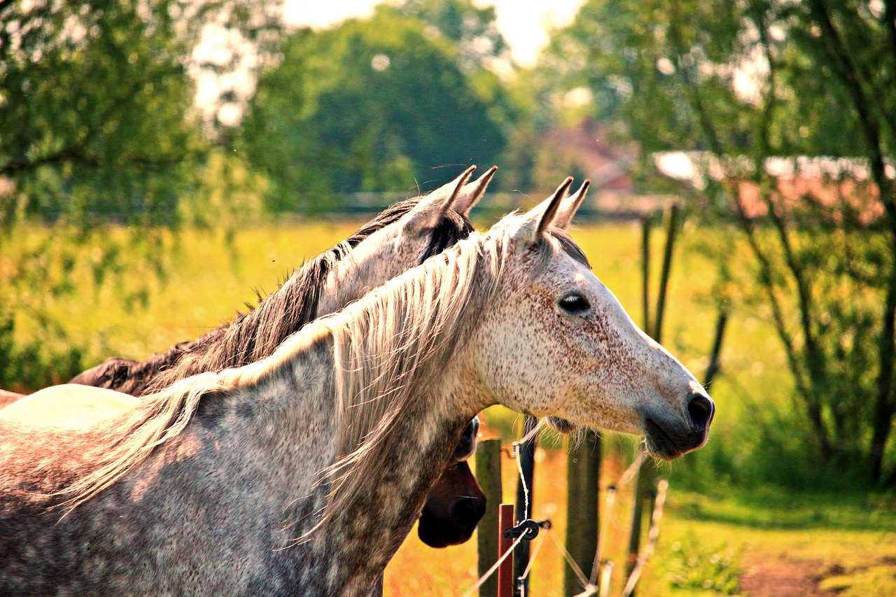 horse mold horse head free photo