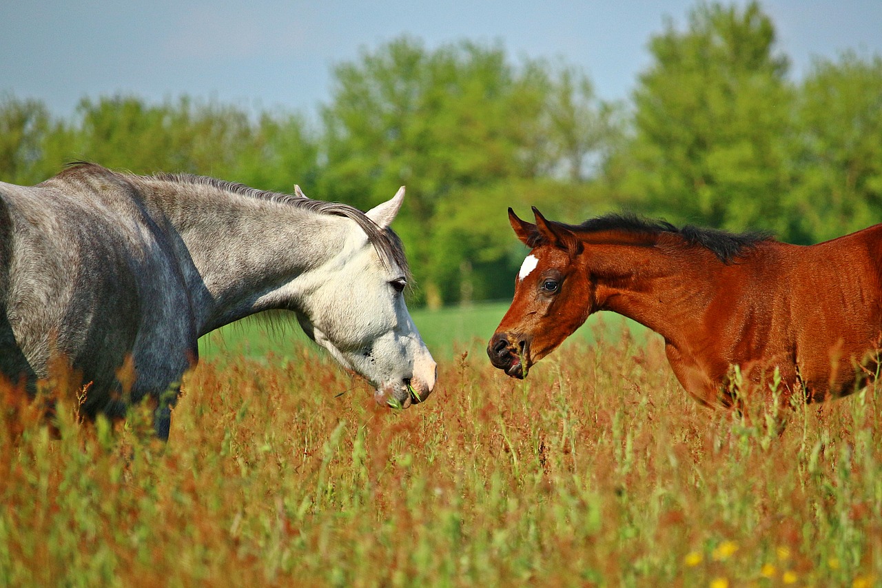 horse foal pony free photo