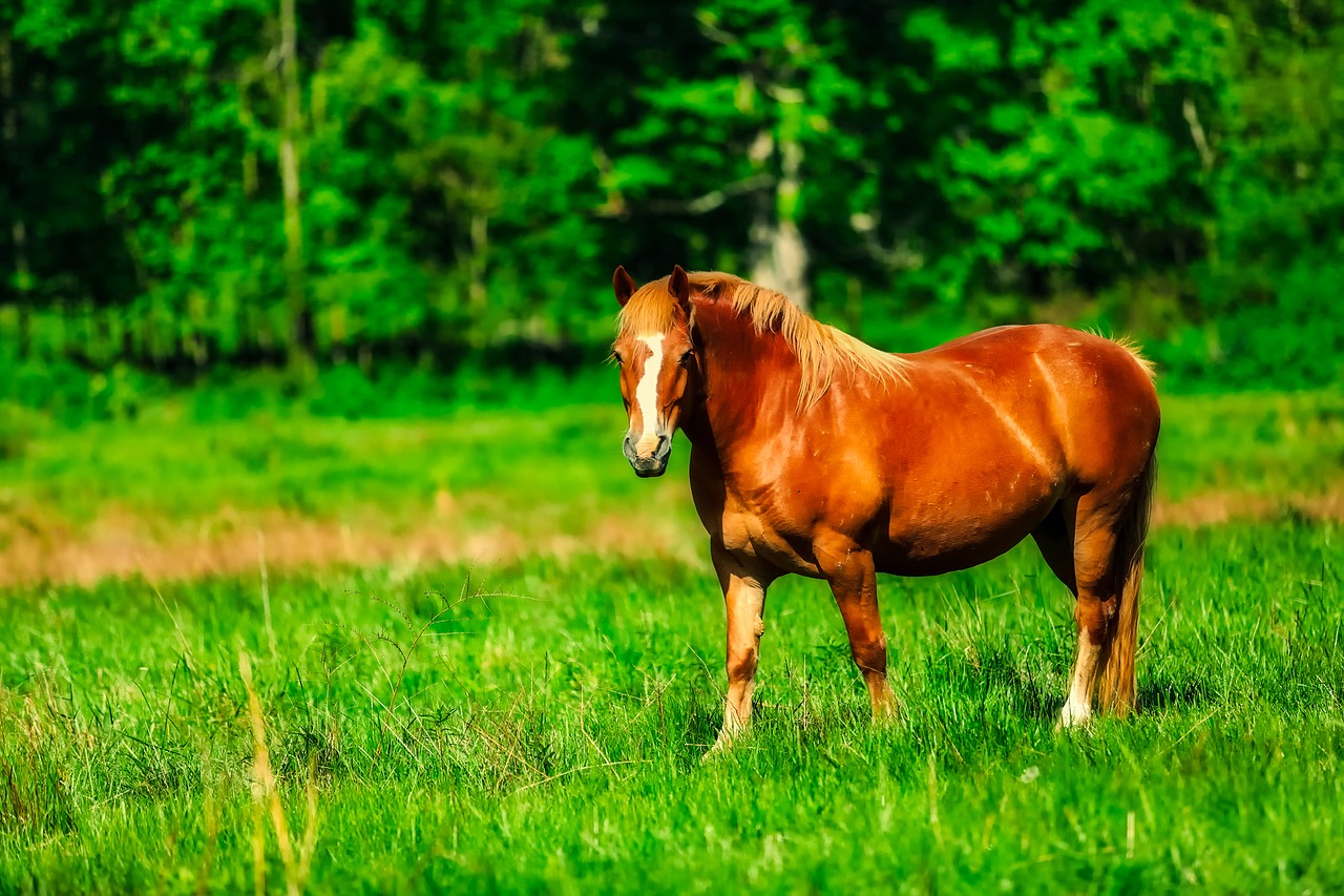 horse animal meadow free photo