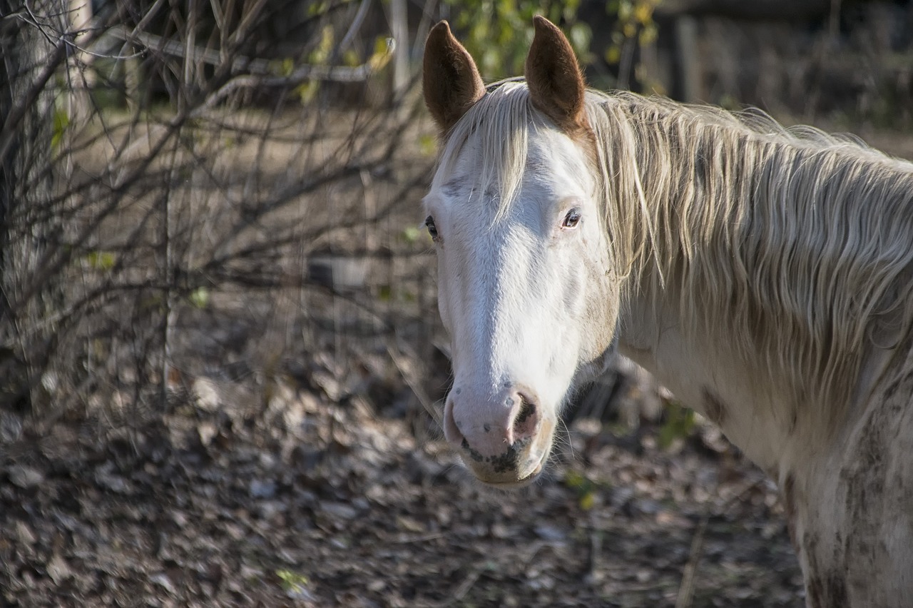 horse portrait looking free photo