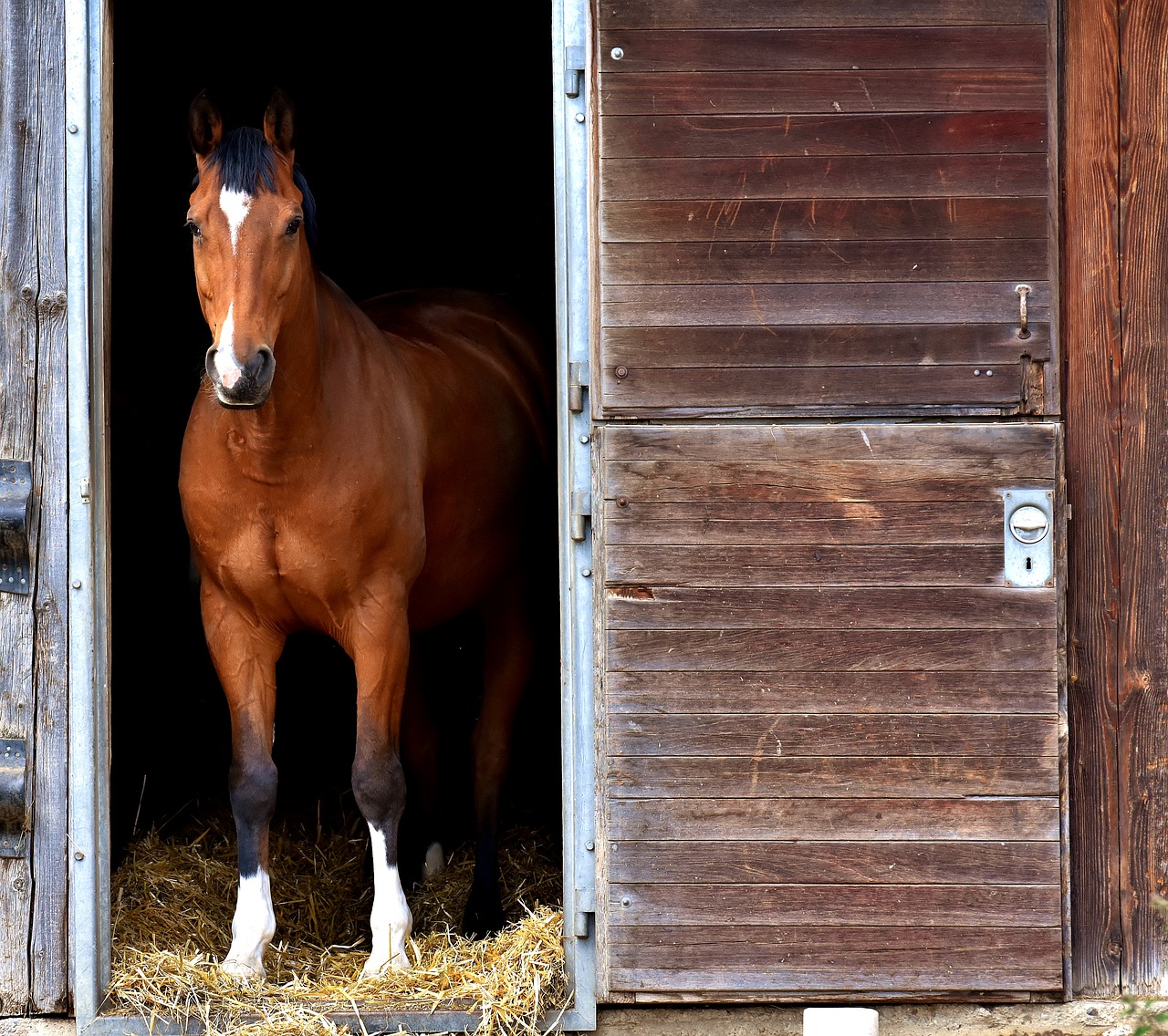 horse brown stall free photo