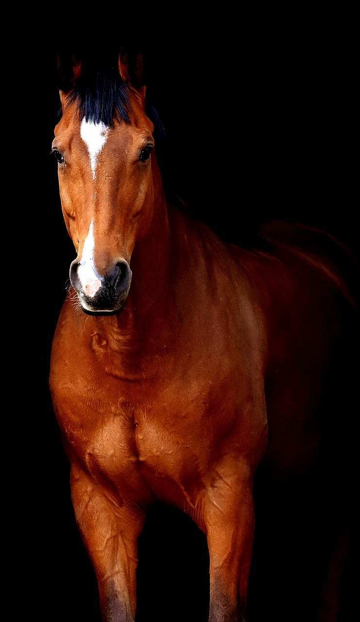 horse brown black background free photo