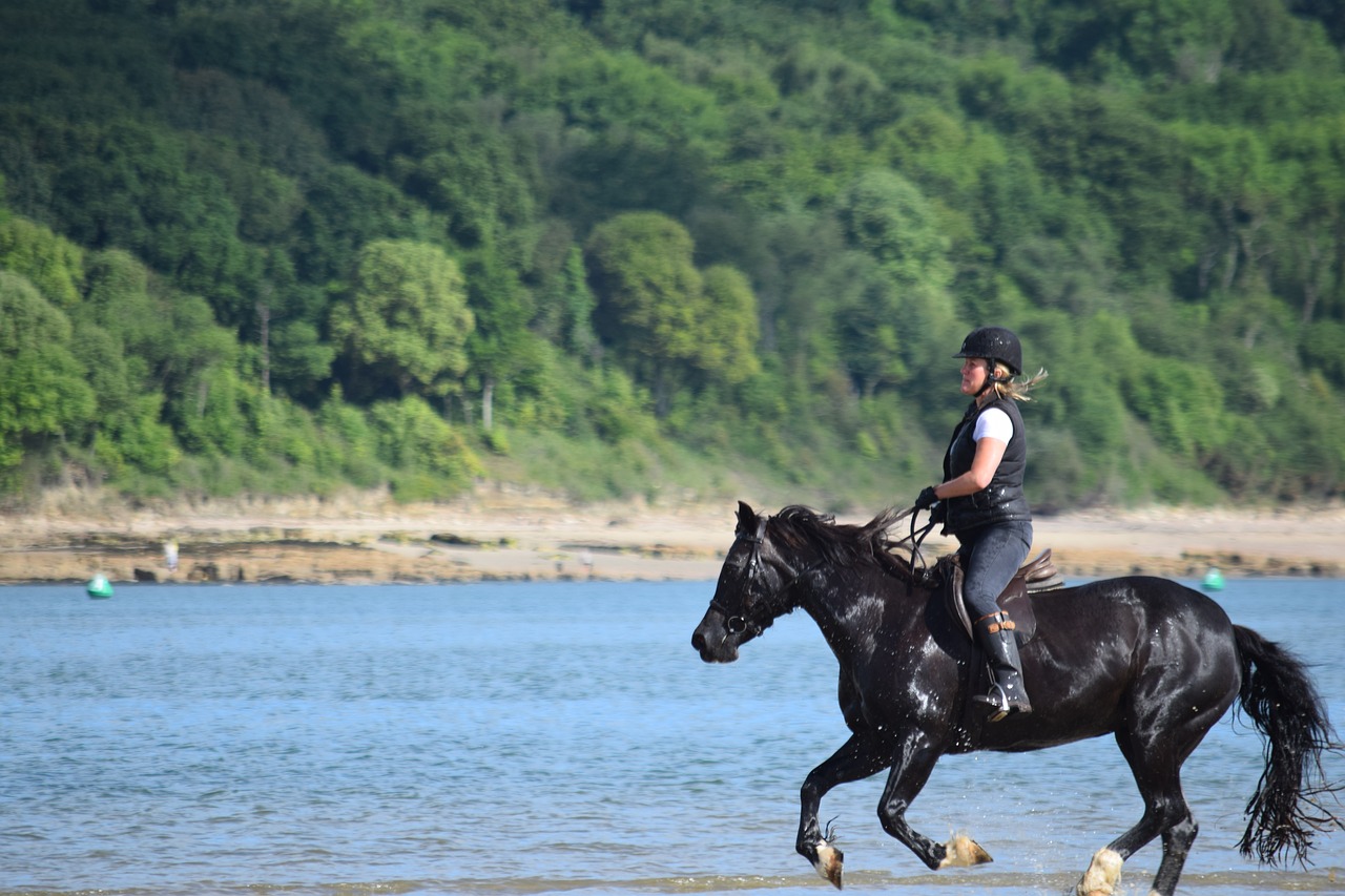 horse sea rider free photo